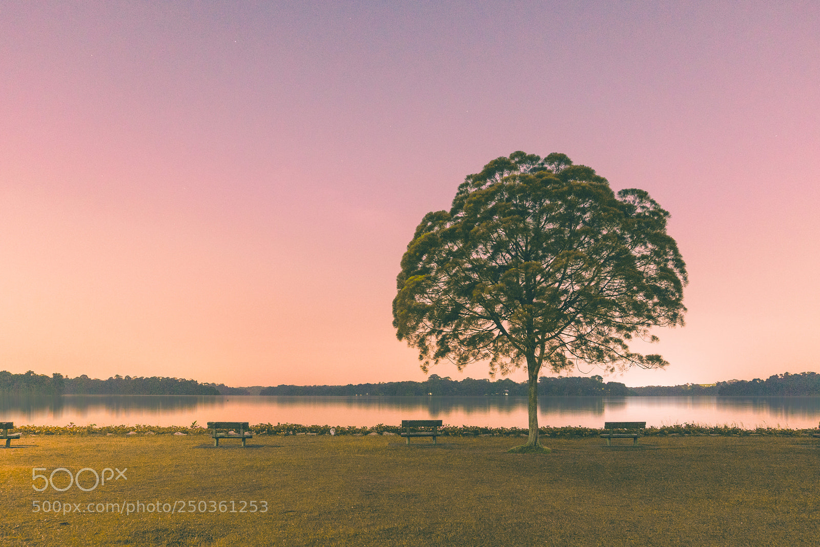 Sony a6300 sample photo. The lonely tree photography
