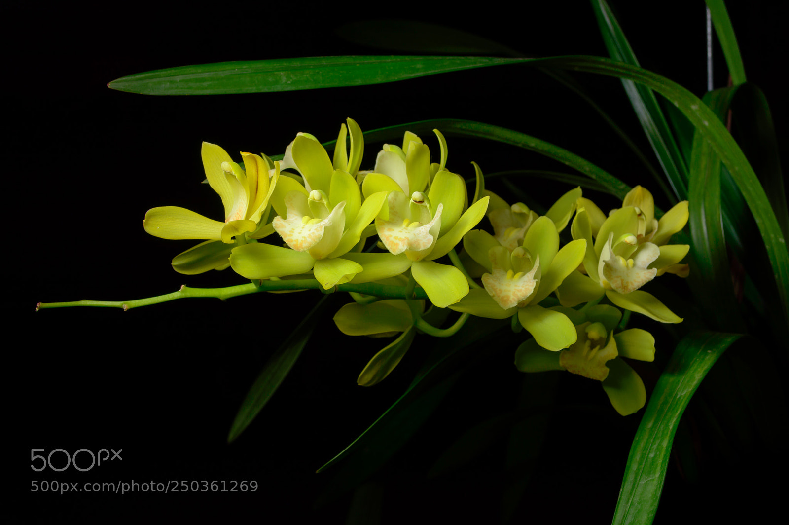 Nikon D3200 sample photo. Cymbidium photography
