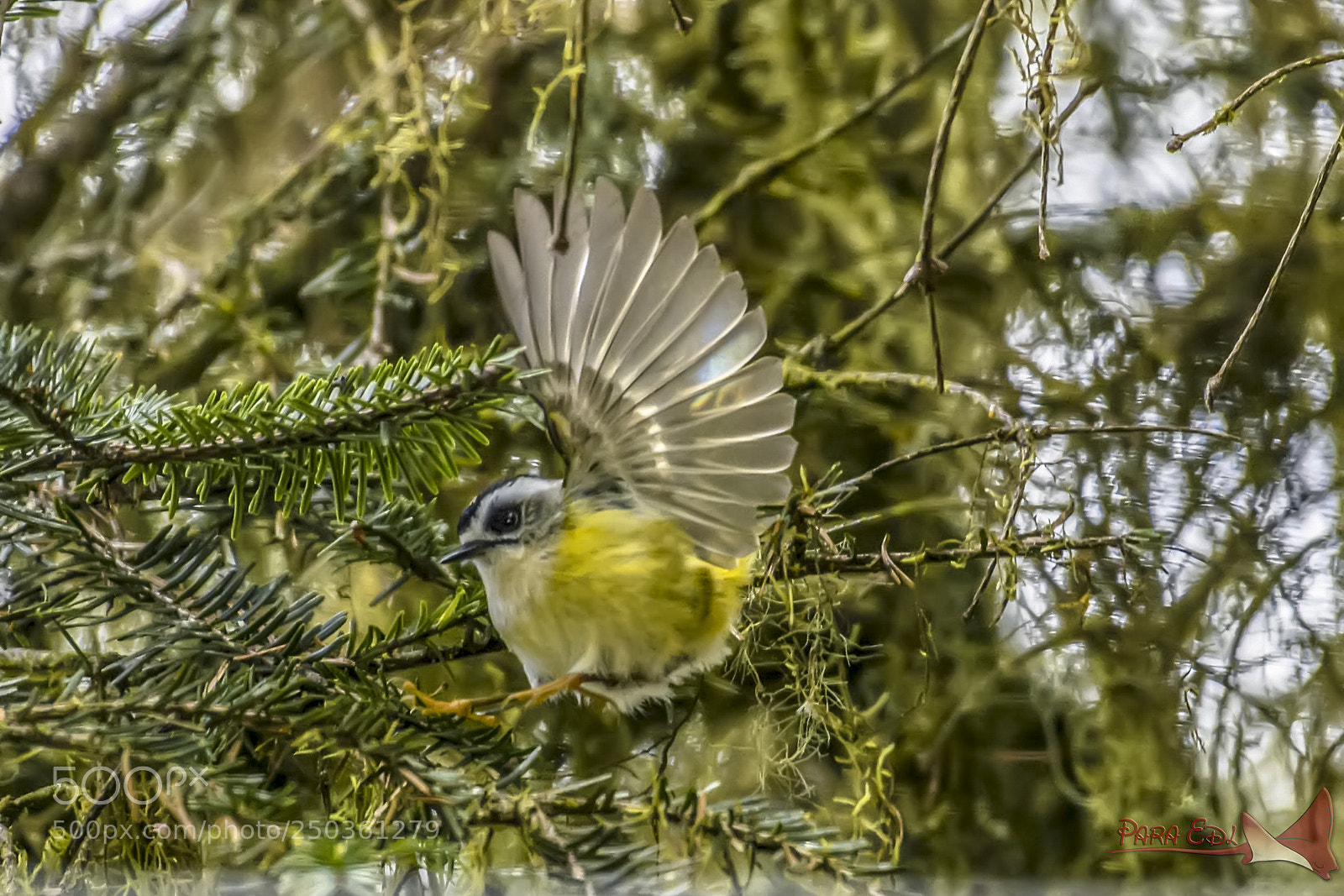 Nikon D5 sample photo. Regulus goodfellowi photography