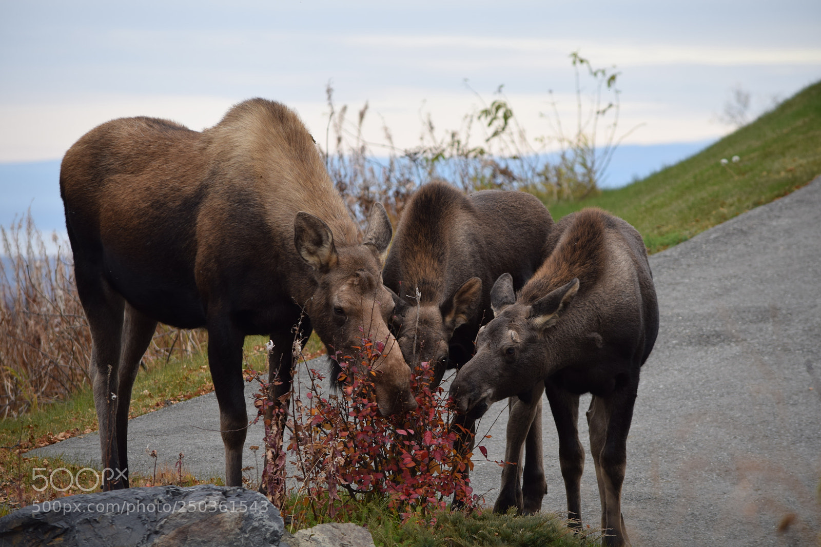 Nikon D5300 sample photo. Mother moose and her photography