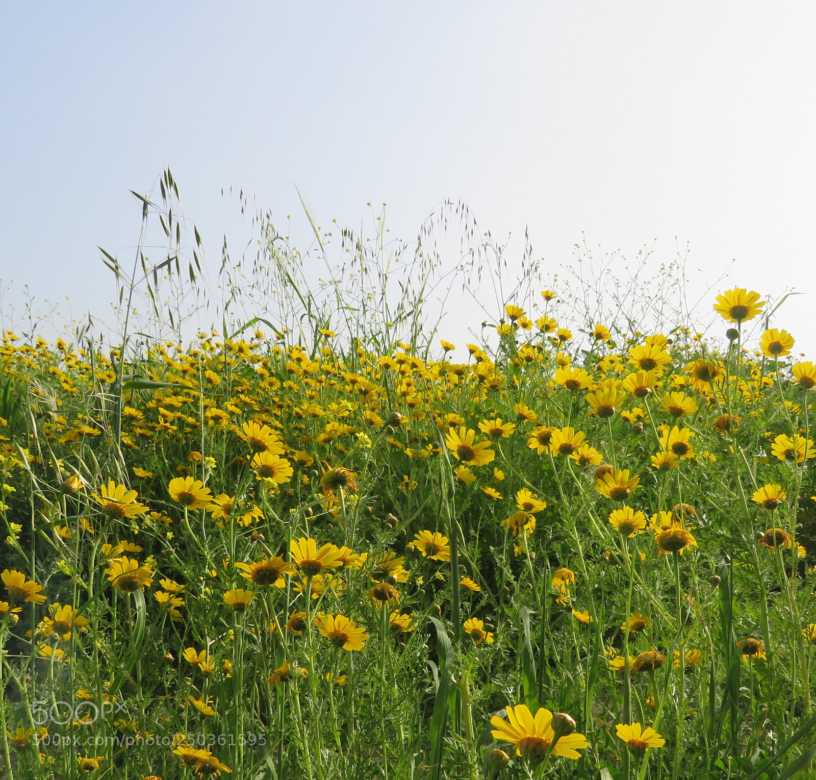 Canon PowerShot SX540 HS sample photo. A spring afternoon. photography