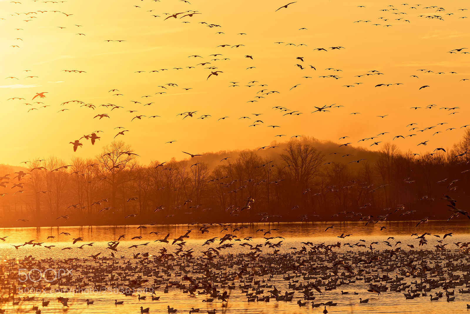 Canon EOS 7D Mark II sample photo. Migrating snow geese flying photography
