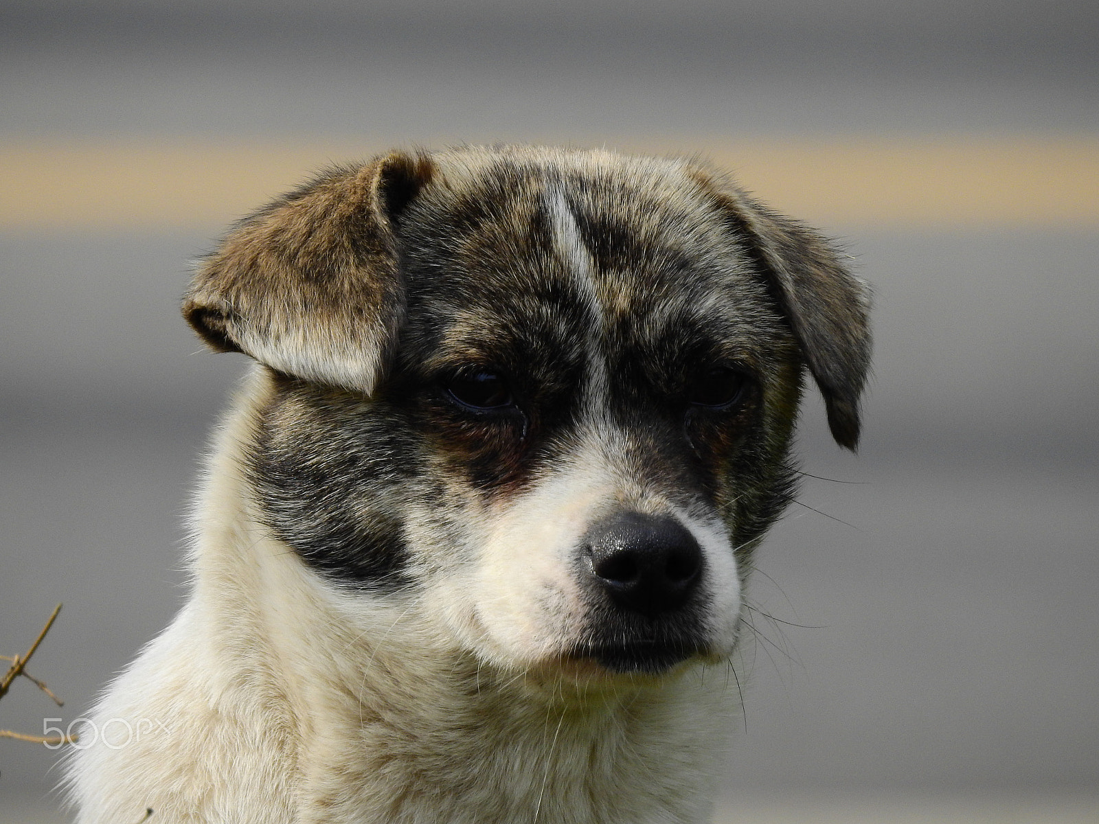 Nikon COOLPIX P900s sample photo. Dog photography
