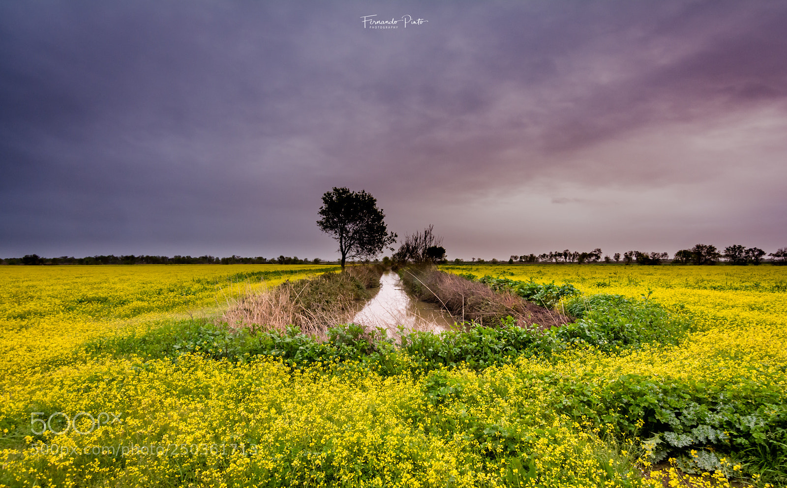 Nikon D7100 sample photo. Single tree photography