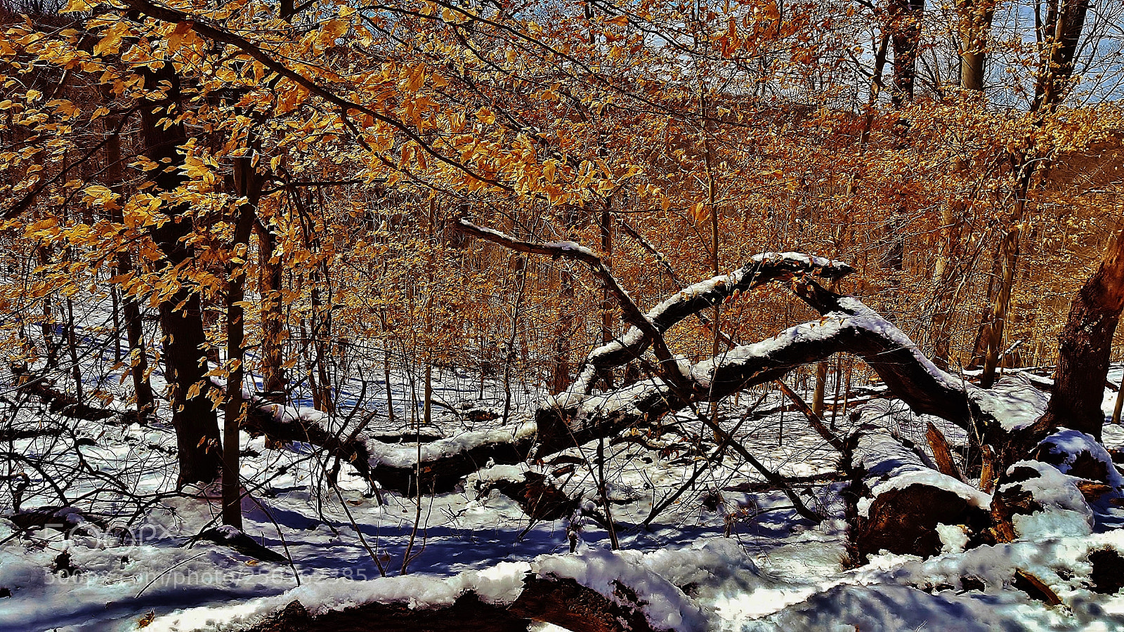 Samsung Galaxy S6 sample photo. Hilton winter forest scene 2018 photography