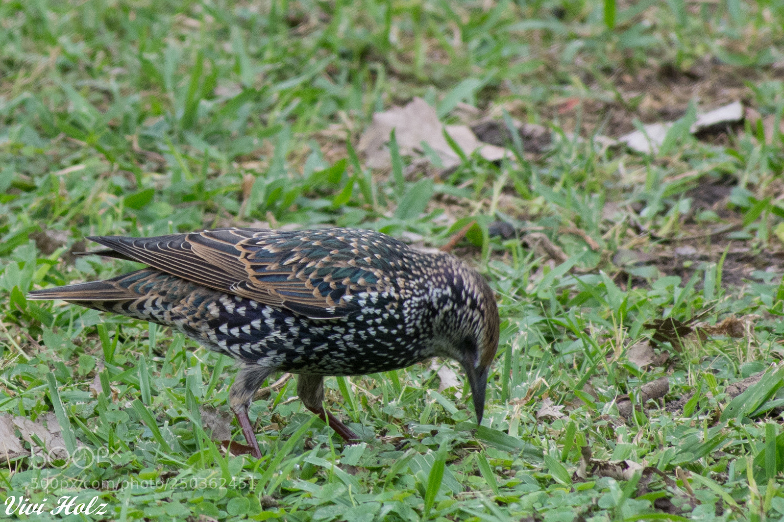 Nikon D7200 sample photo. Ave photography