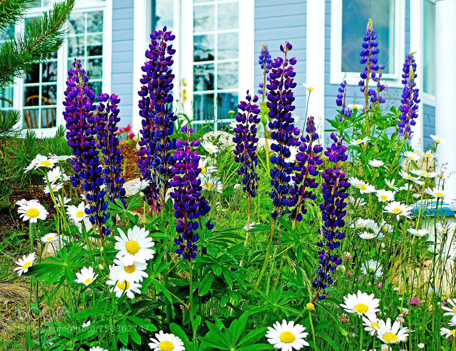 Sony Cyber-shot DSC-RX100 sample photo. Deep purple lupine and photography