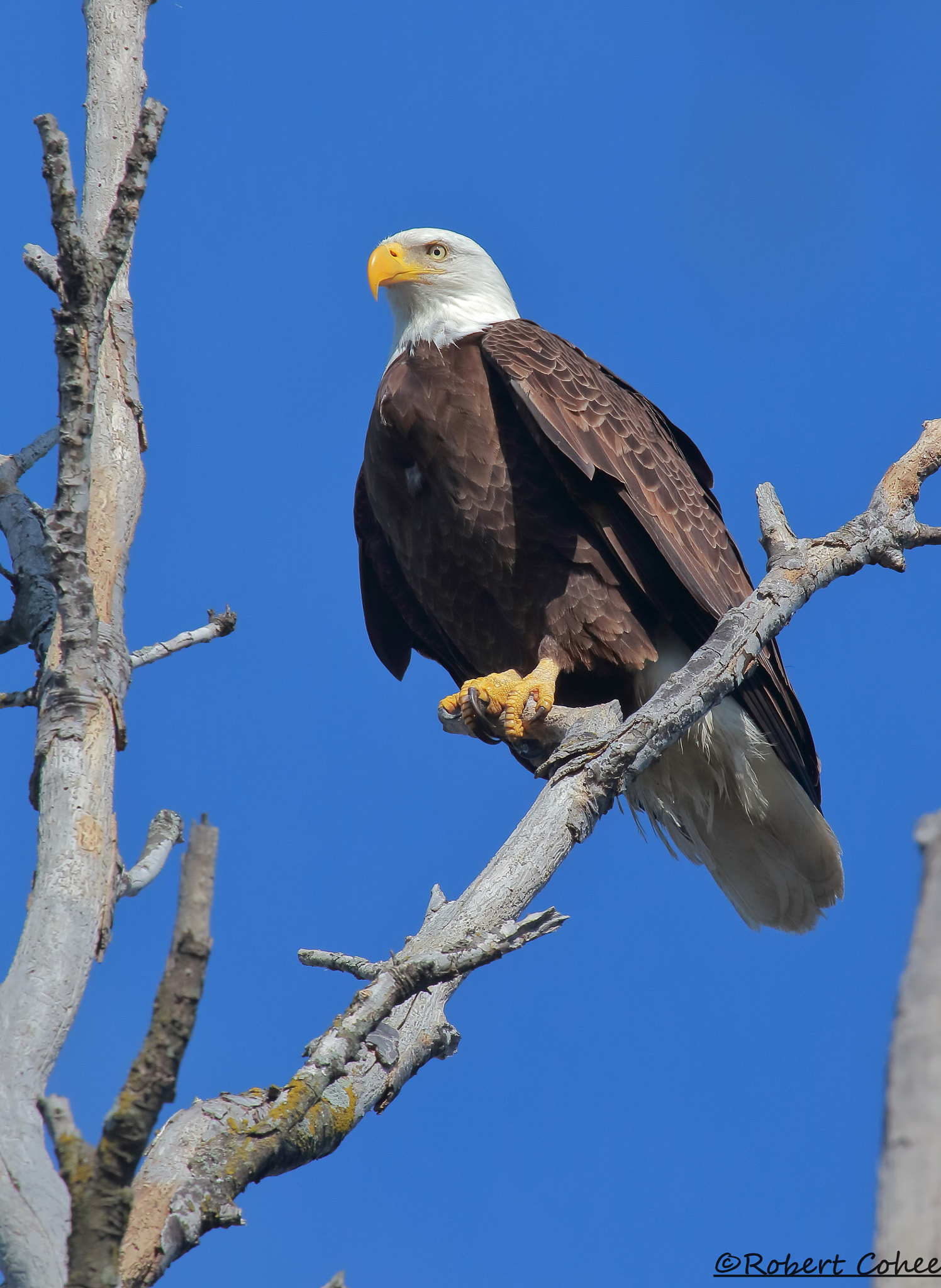 Canon EF 100-400mm F4.5-5.6L IS USM sample photo. Ita photography