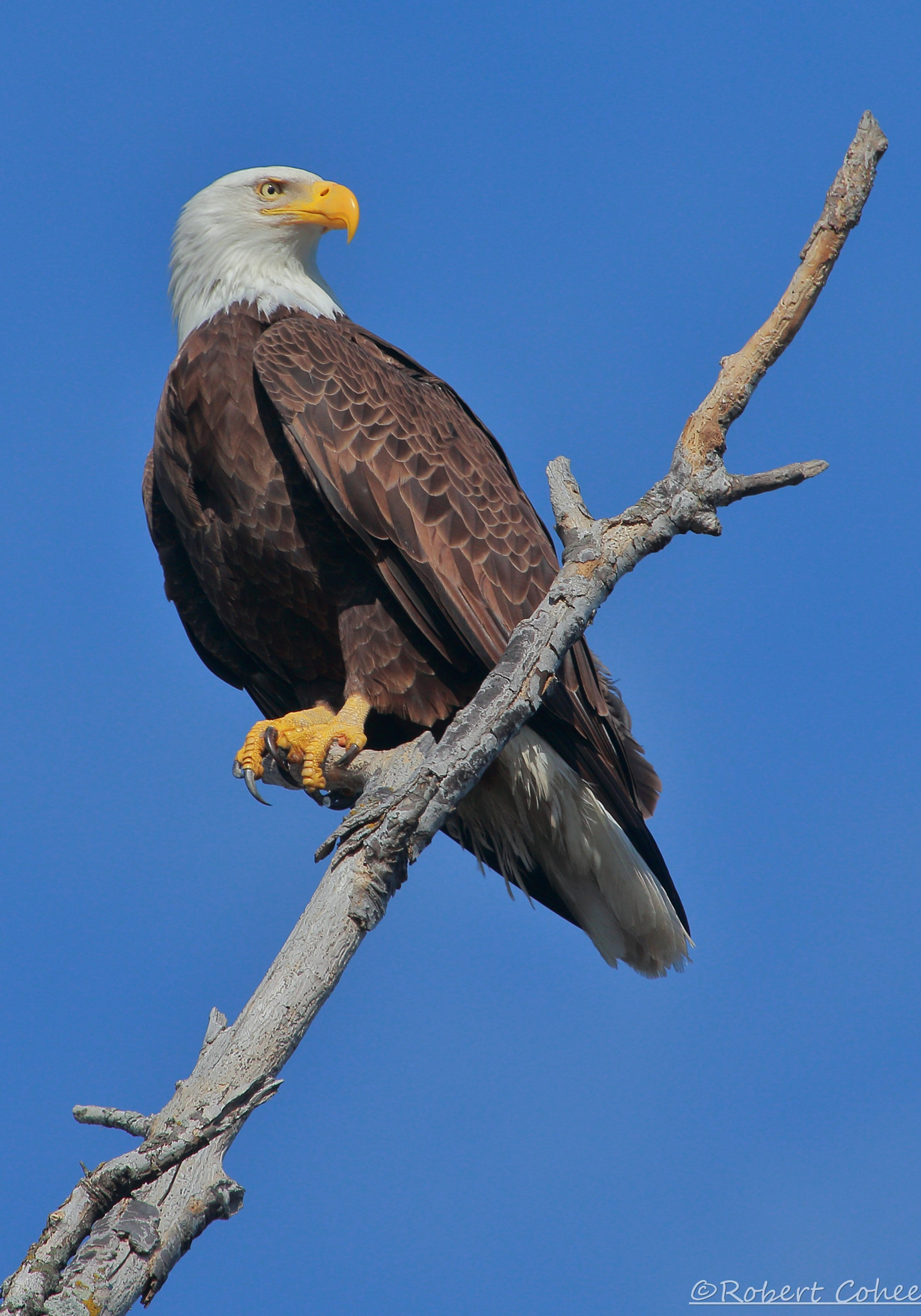 Canon EF 100-400mm F4.5-5.6L IS USM sample photo. Ita photography