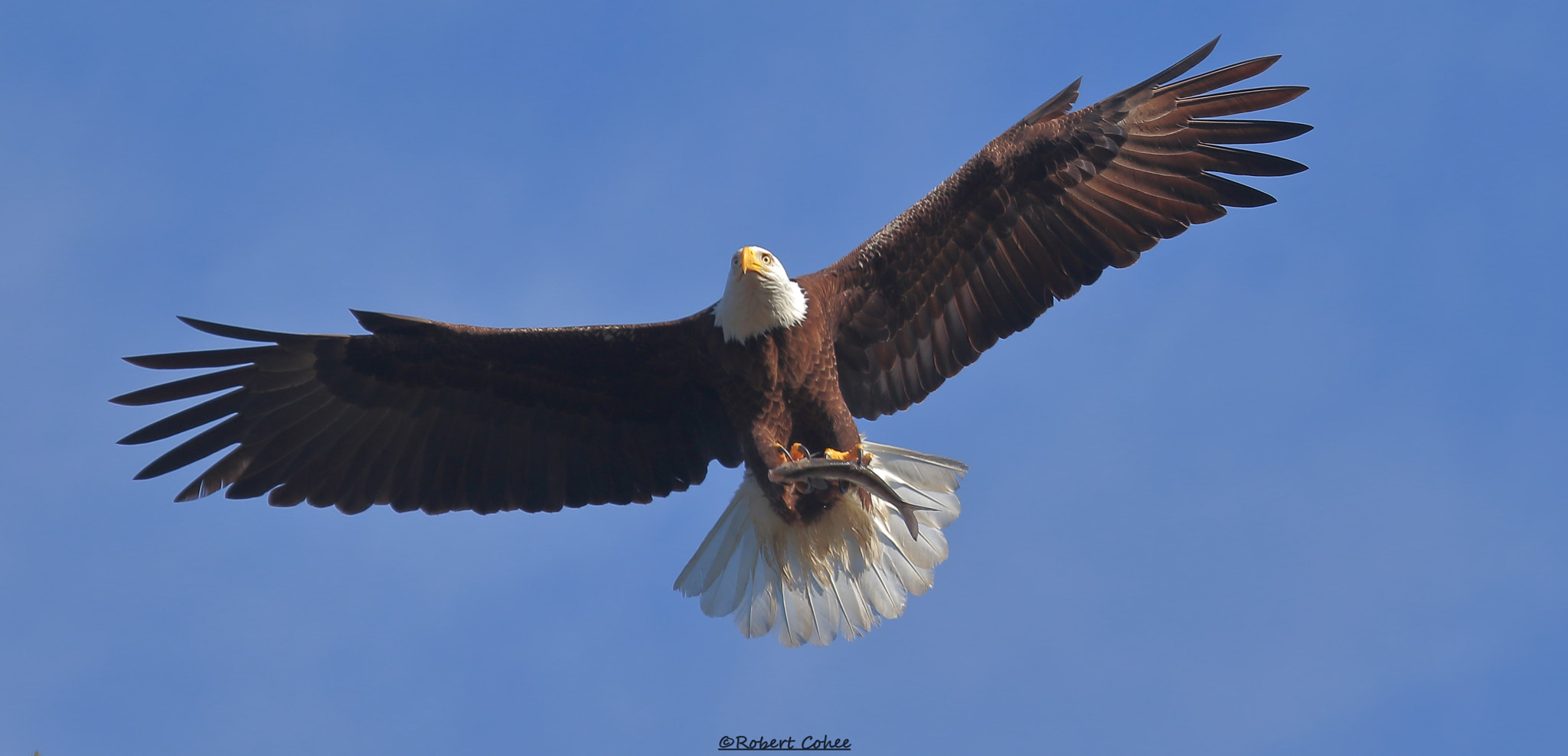 Canon EOS 7D Mark II + Canon EF 100-400mm F4.5-5.6L IS USM sample photo. B photography