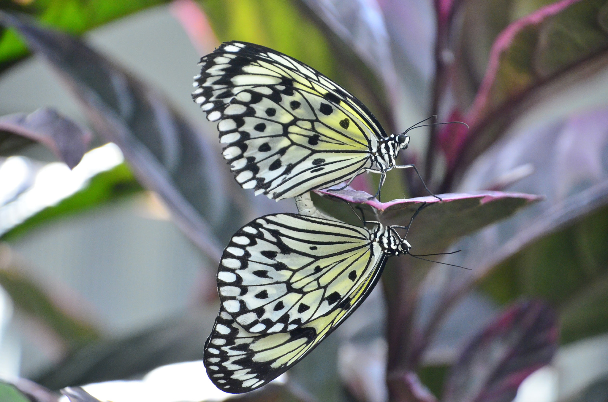 Nikon D7000 sample photo
