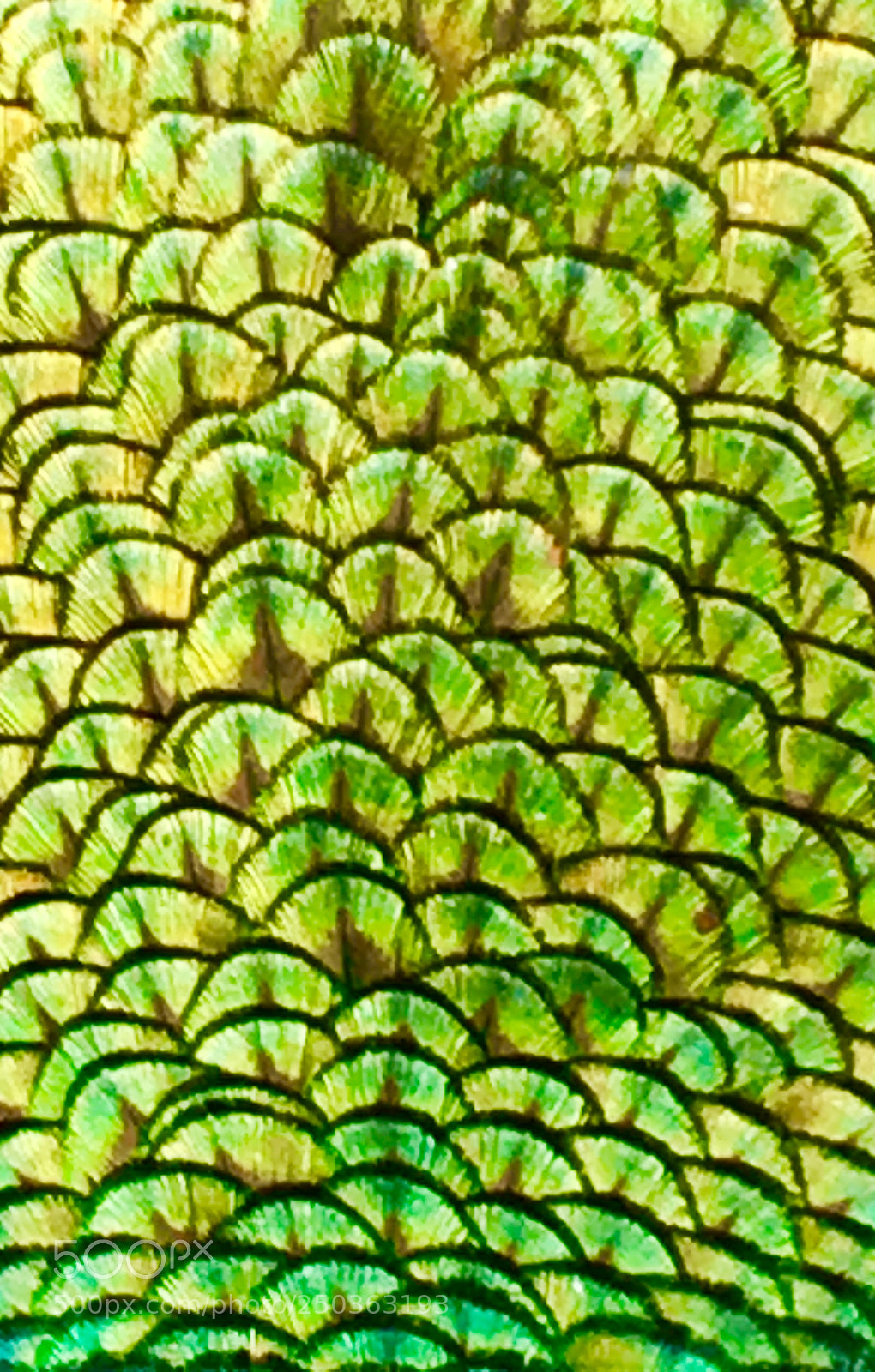 Apple iPhone 6s sample photo. Patterns photography