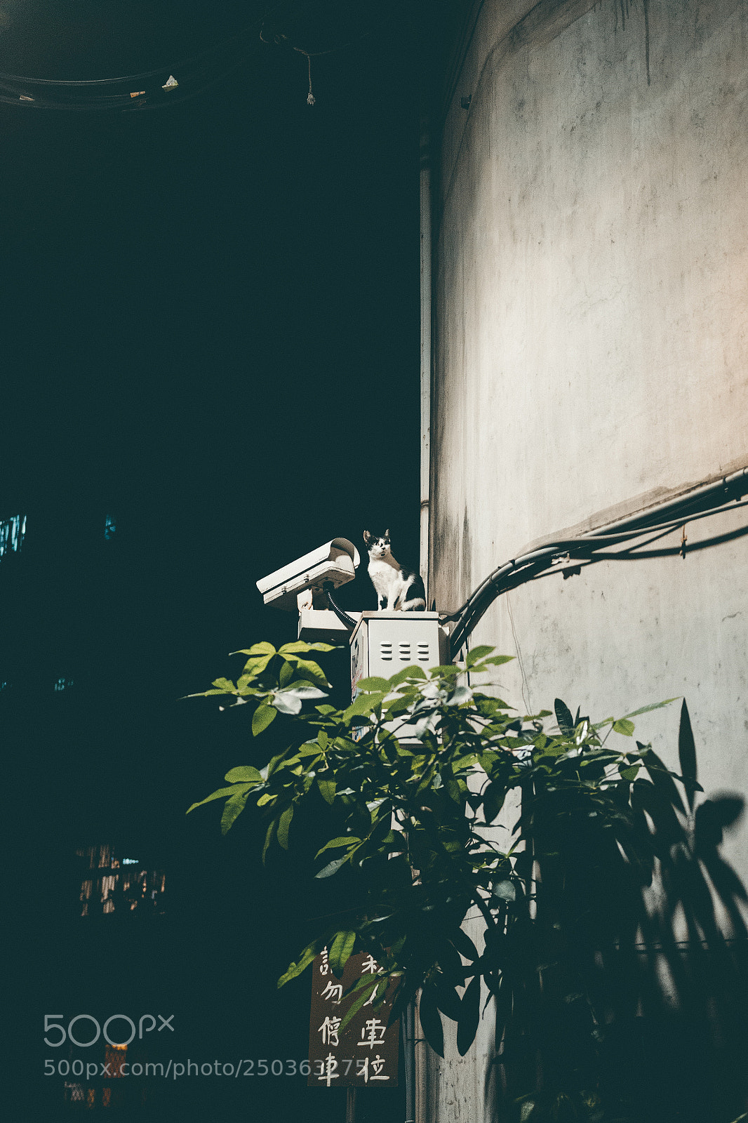 Canon EOS 70D sample photo. Img photography