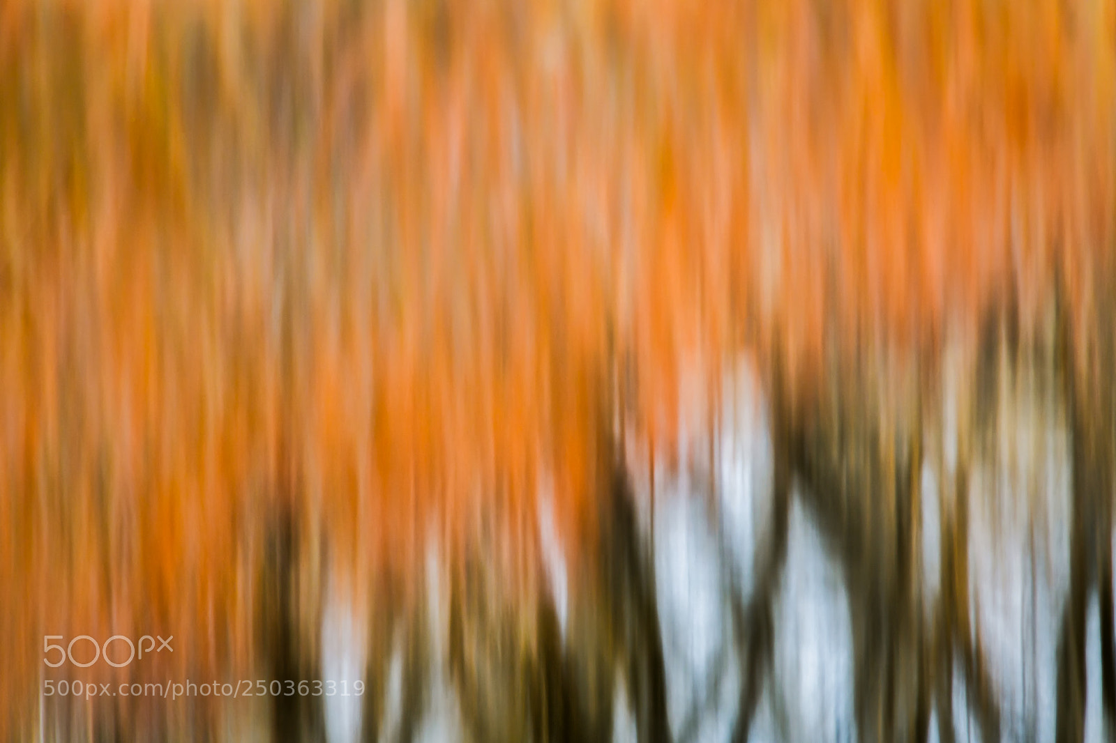 Nikon D850 sample photo. Willows reflection abstract at photography