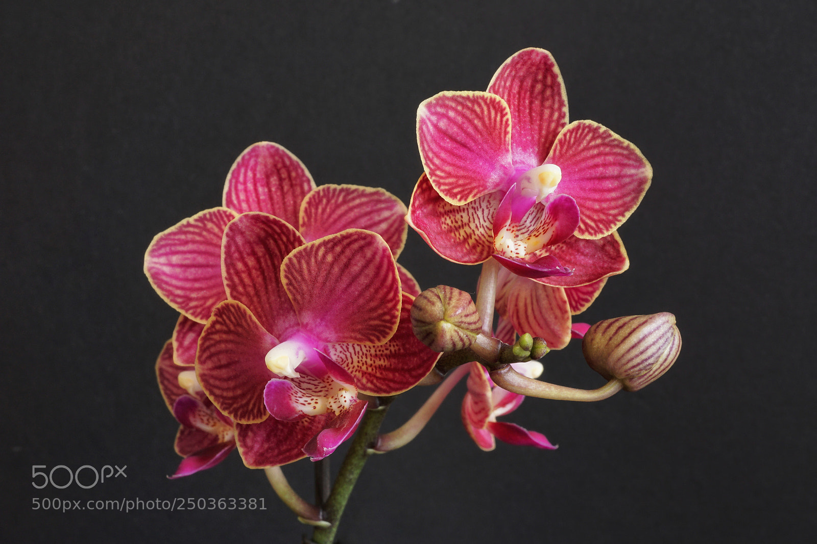 Sony a6000 sample photo. Mini phalenopsis closeup photography