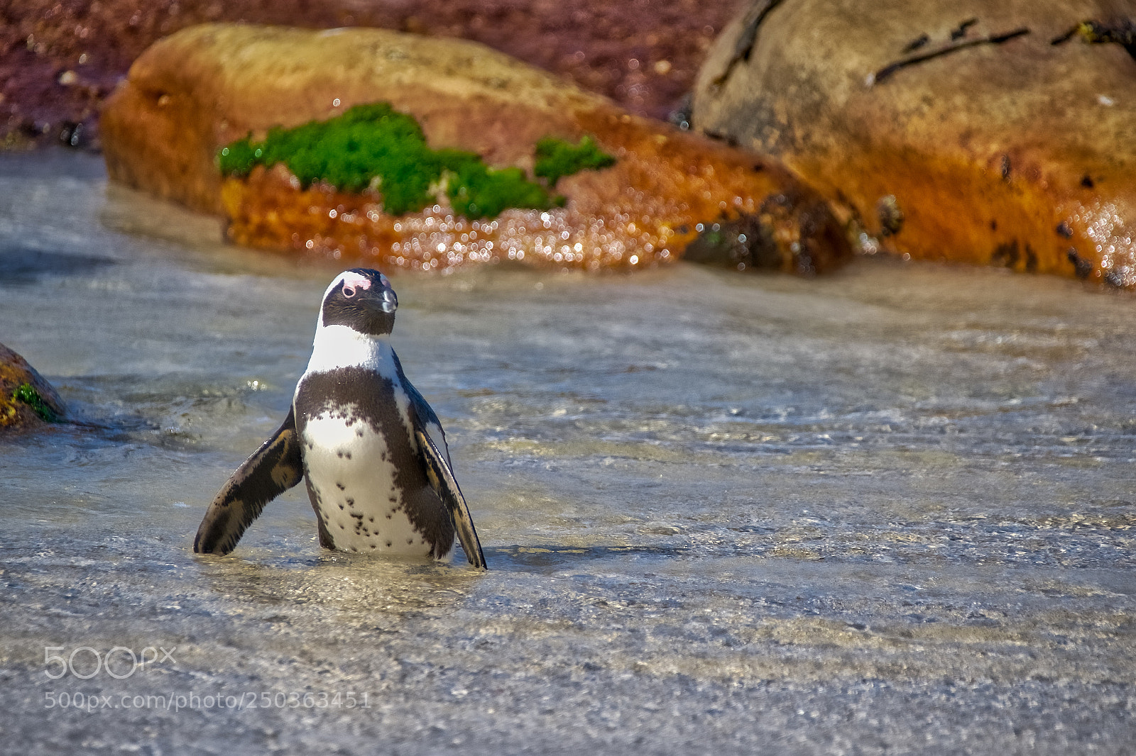 Nikon D800 sample photo. Penguin photography