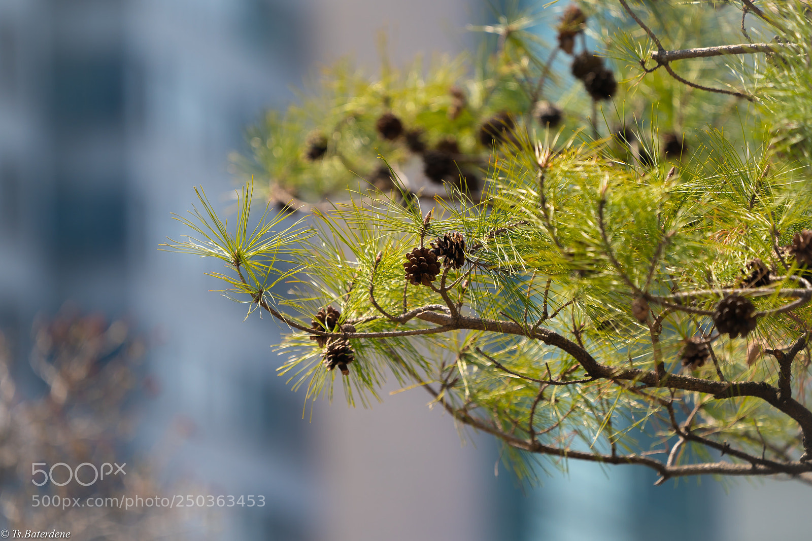Sony a9 sample photo. Sun and tree photography