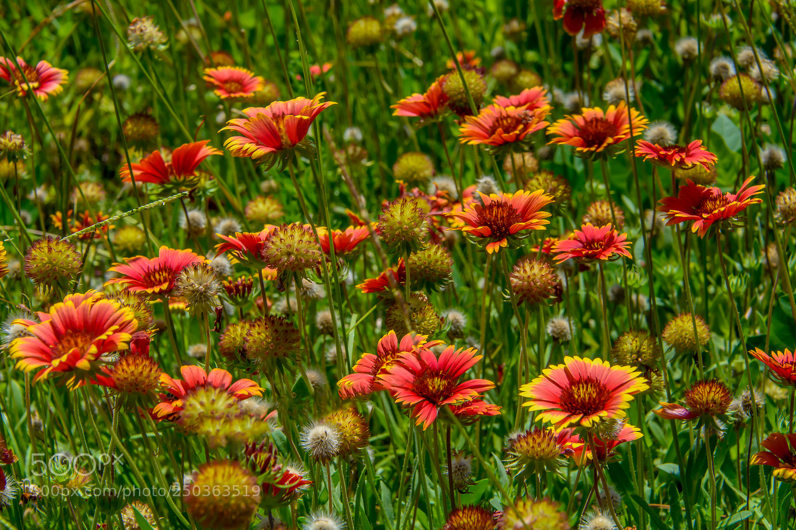 Nikon D7100 sample photo. Indian blanket flowers photography