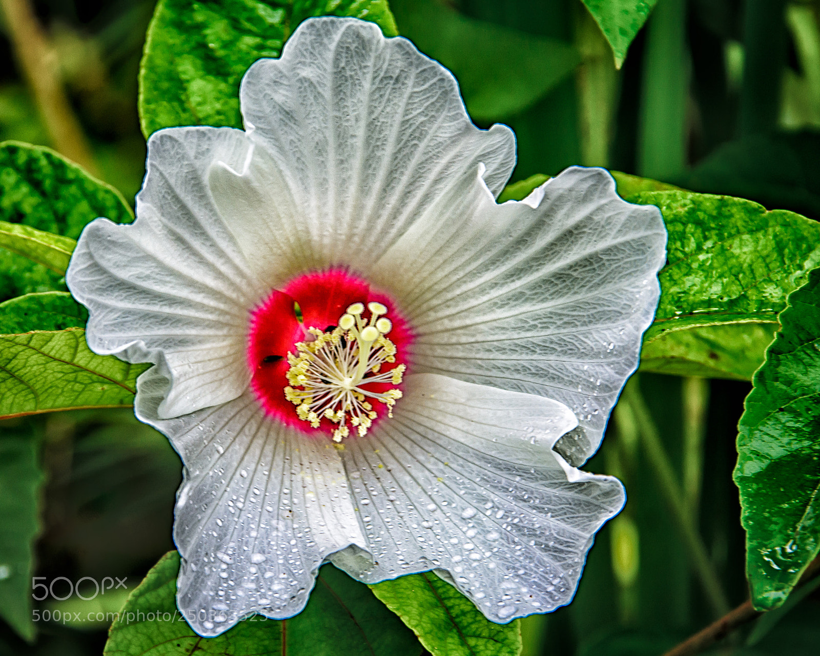 Nikon D7100 sample photo. Marsh mallow photography