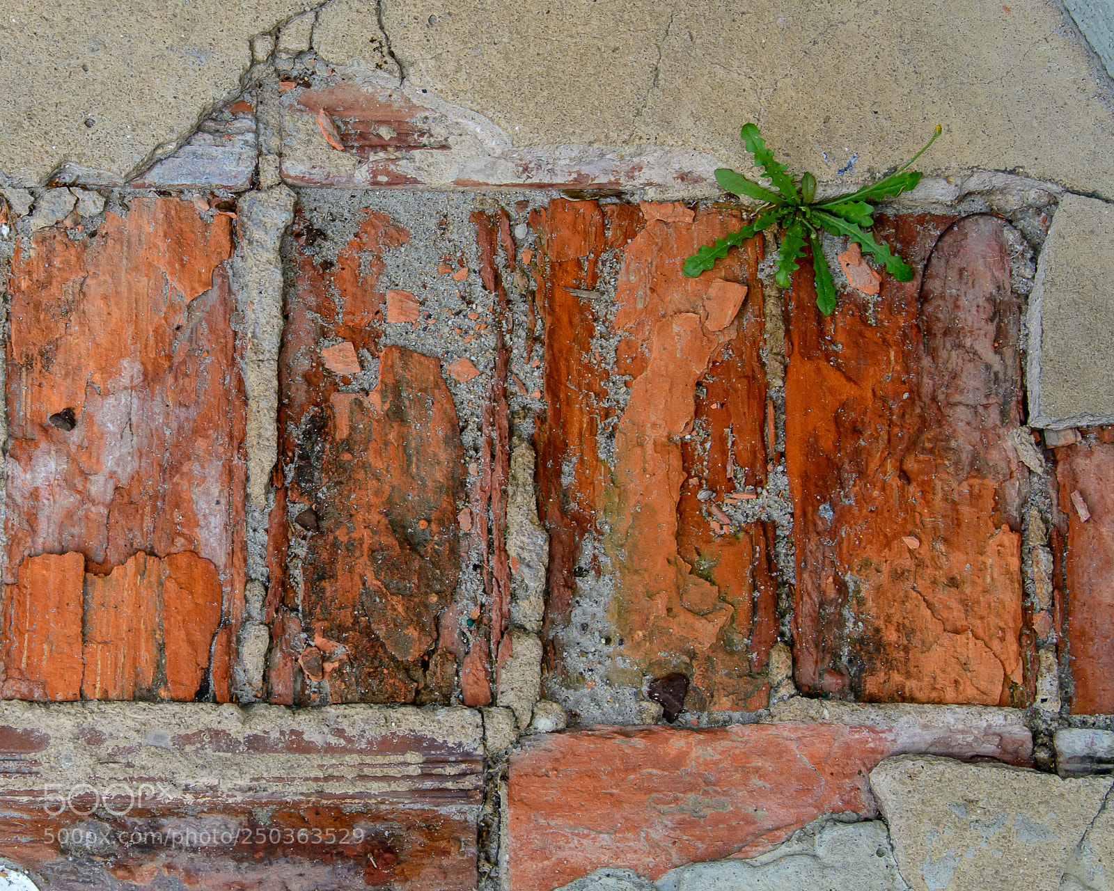 Nikon D7100 sample photo. In the crack photography
