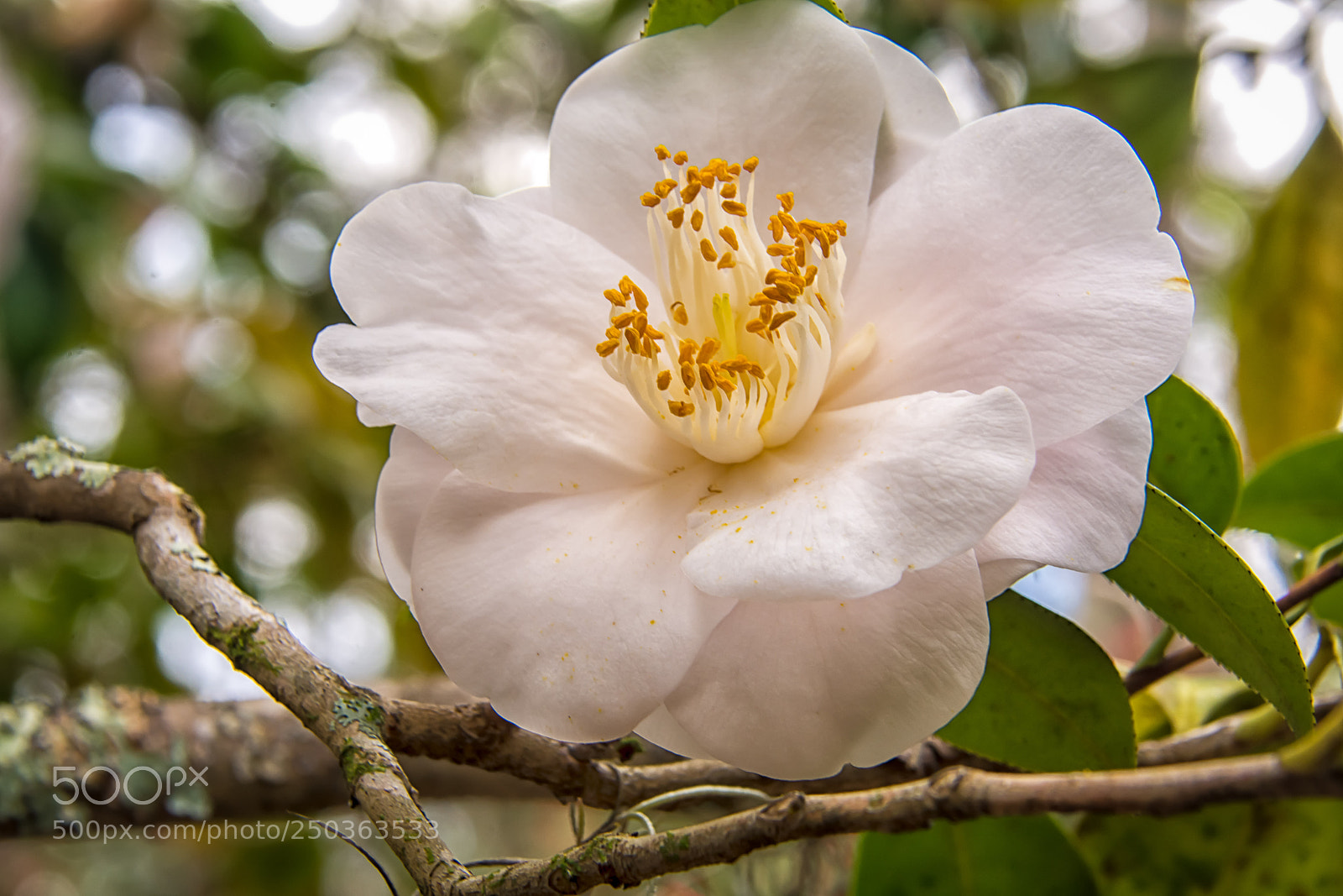 Nikon D7100 sample photo. Camellia photography