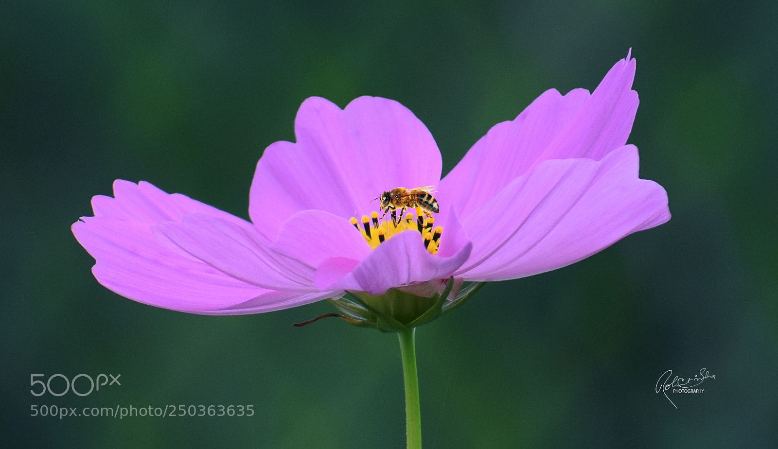 Nikon D3300 sample photo. Nik photography