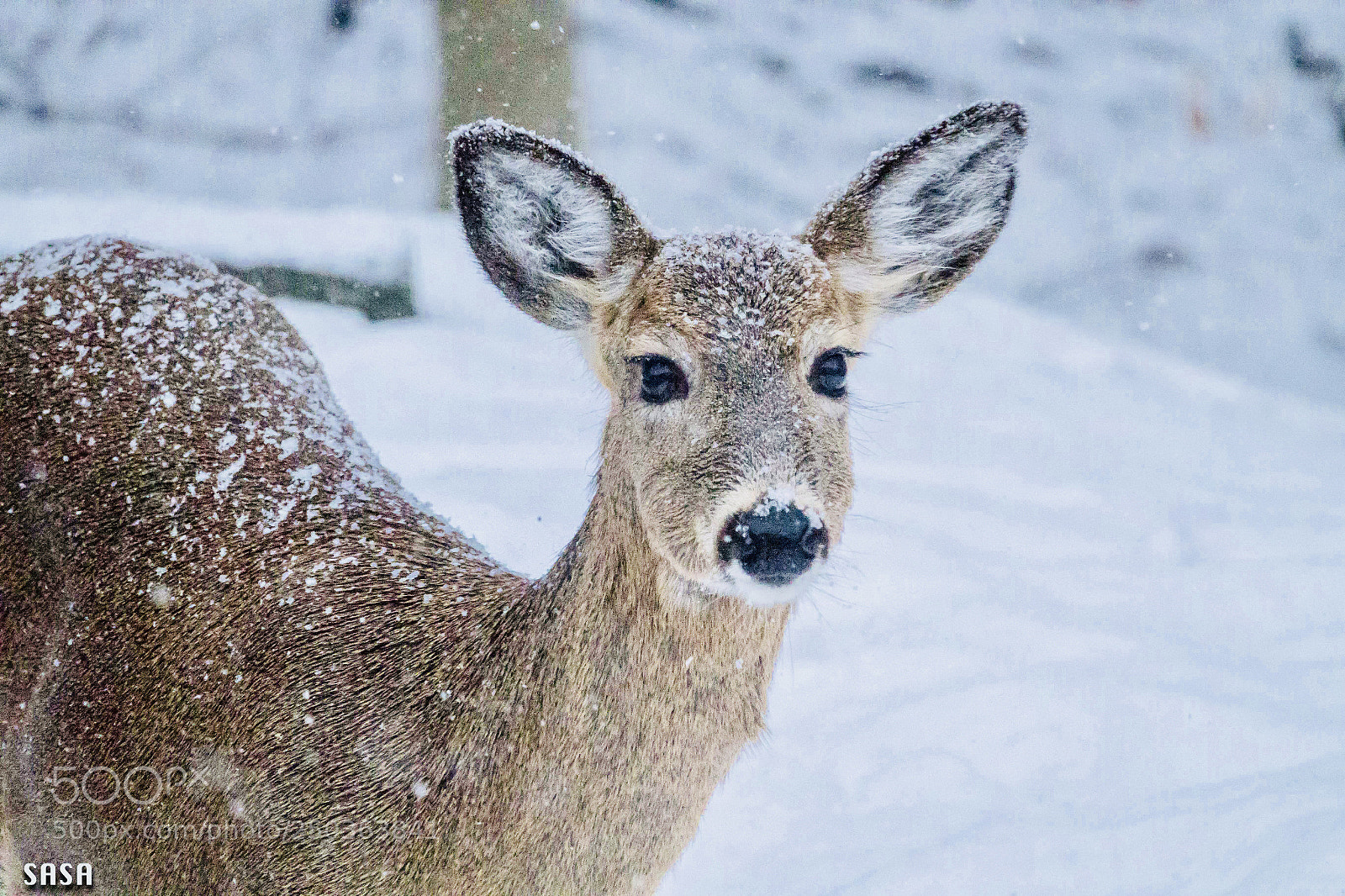 Sony Cyber-shot DSC-RX10 III sample photo. Visitor in a snowy photography