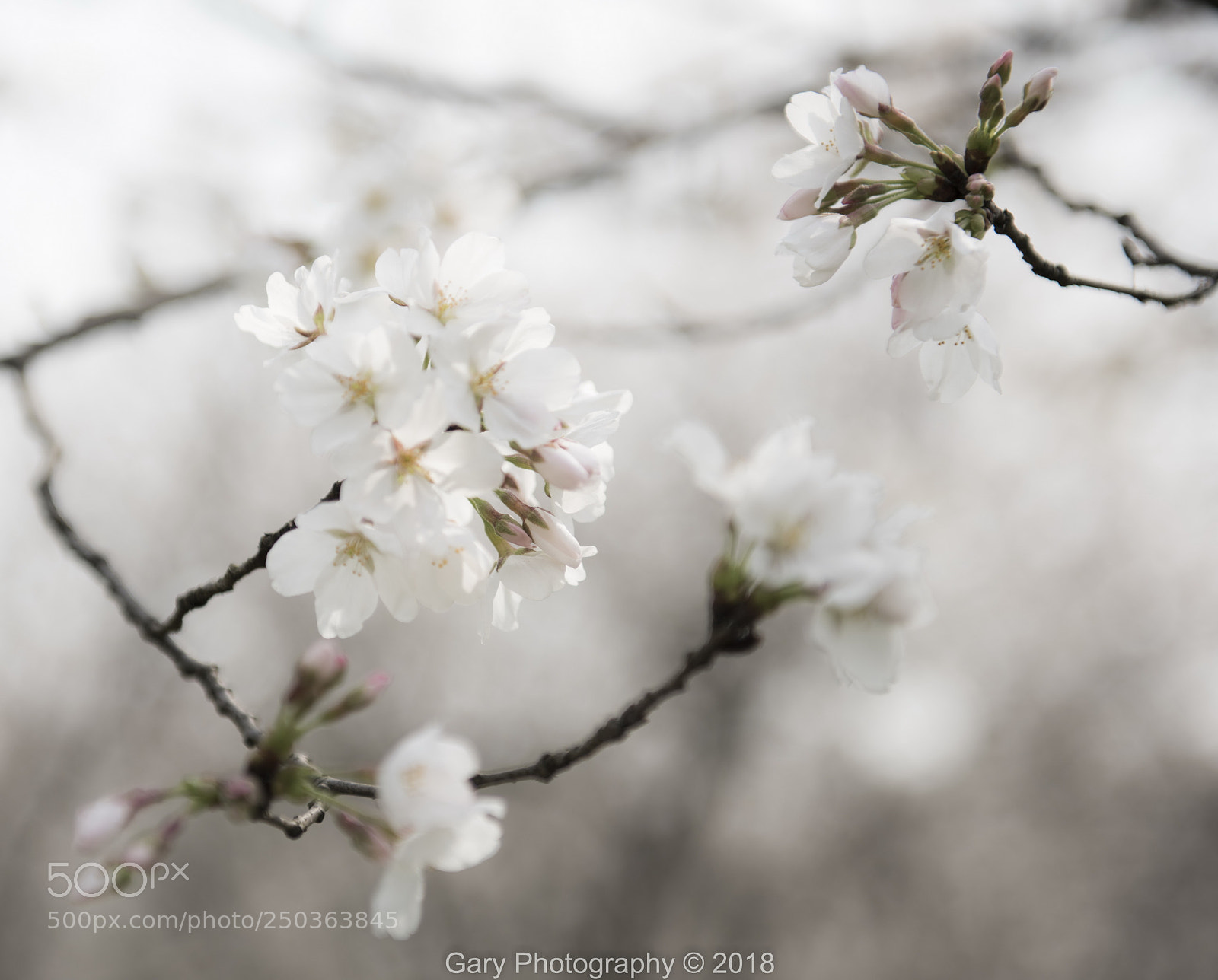 Nikon D810 sample photo. 春分 photography