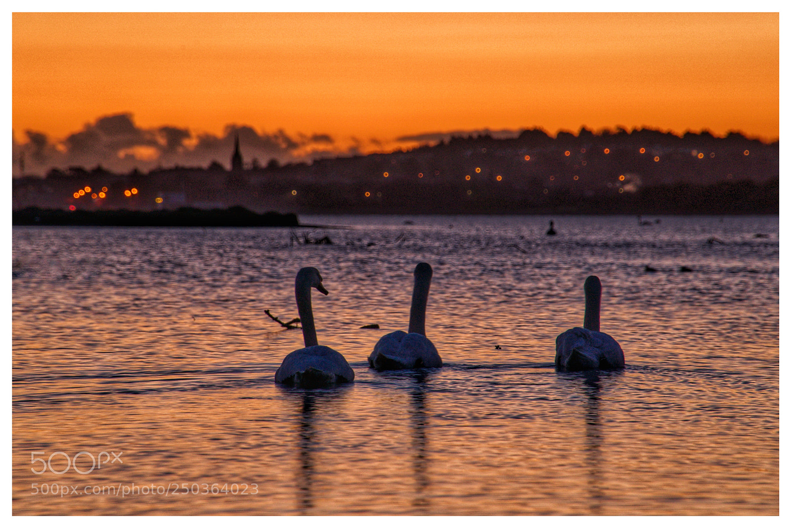 Sony a6500 sample photo. Three swans heasing to photography