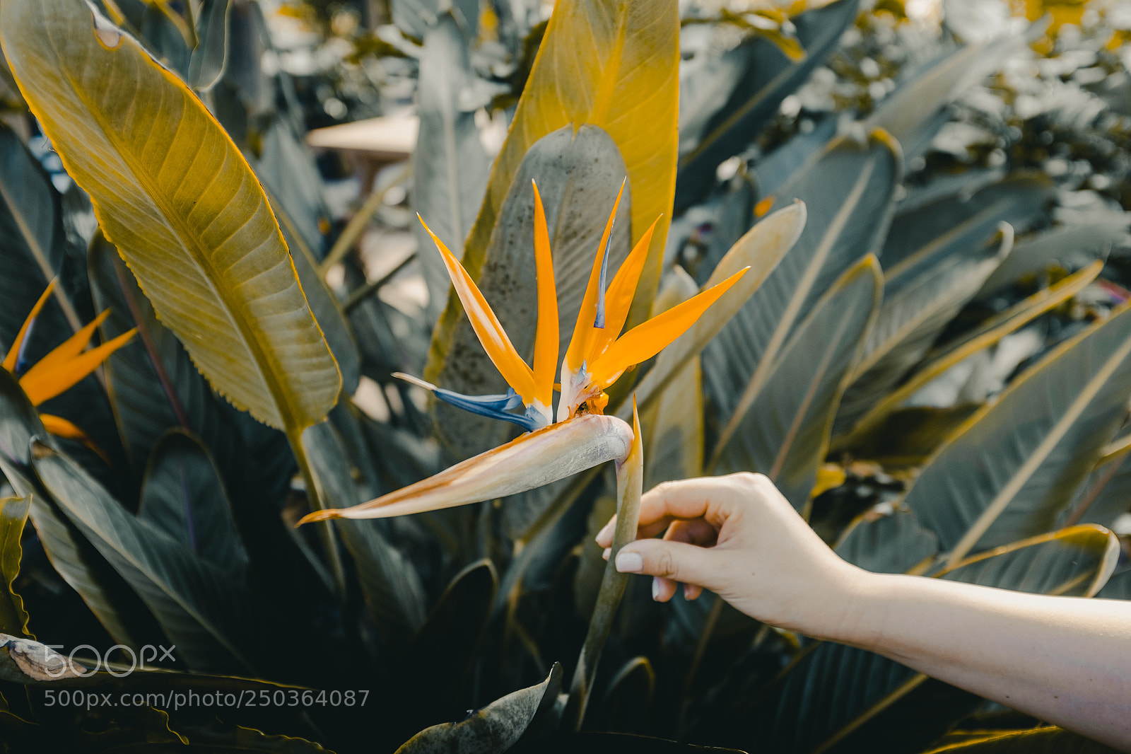 Fujifilm X100T sample photo. Bird of paradise photography