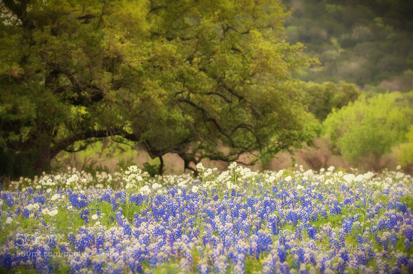 Nikon D2X sample photo. Old oak and wildflower photography