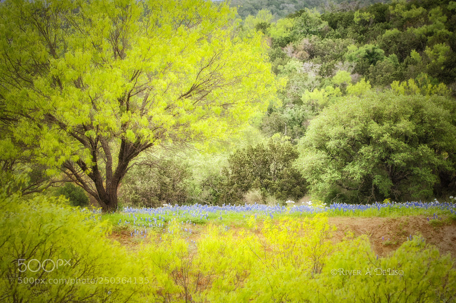 Nikon D2X sample photo. New growth spring oak photography