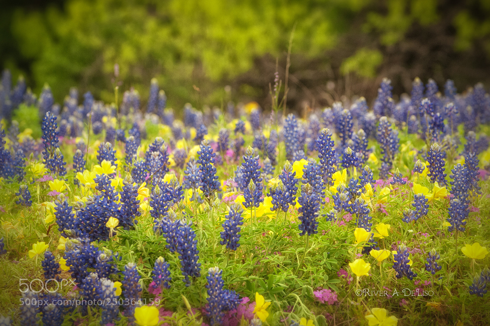 Nikon D2X sample photo. Sea of lupine photography