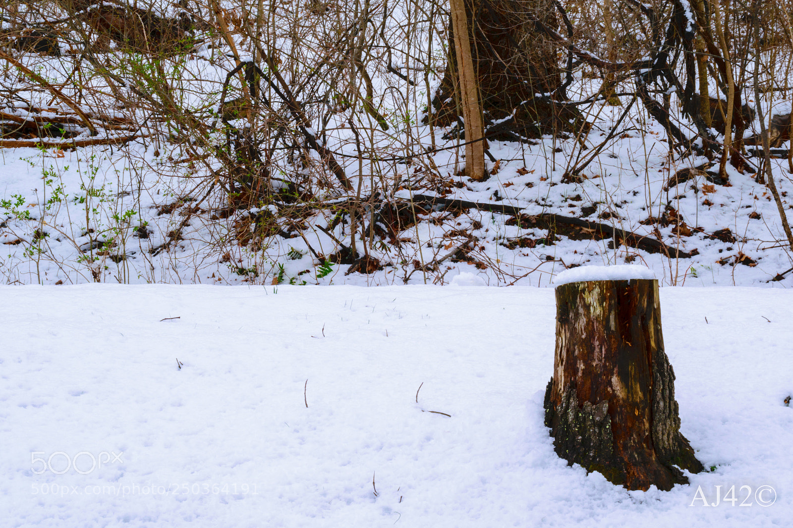 Nikon D3300 sample photo. Snowy stump photography