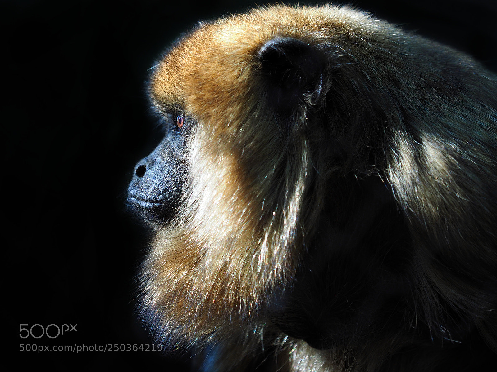 Olympus OM-D E-M1 sample photo. Howler portrait photography