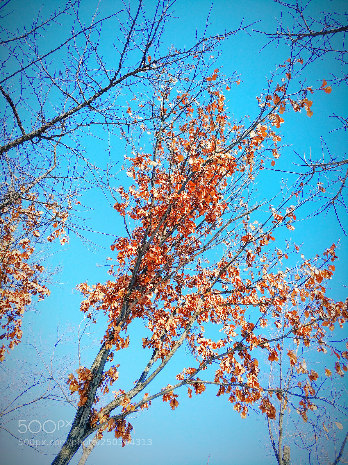 Xiaomi MI6 sample photo. Untitled photography
