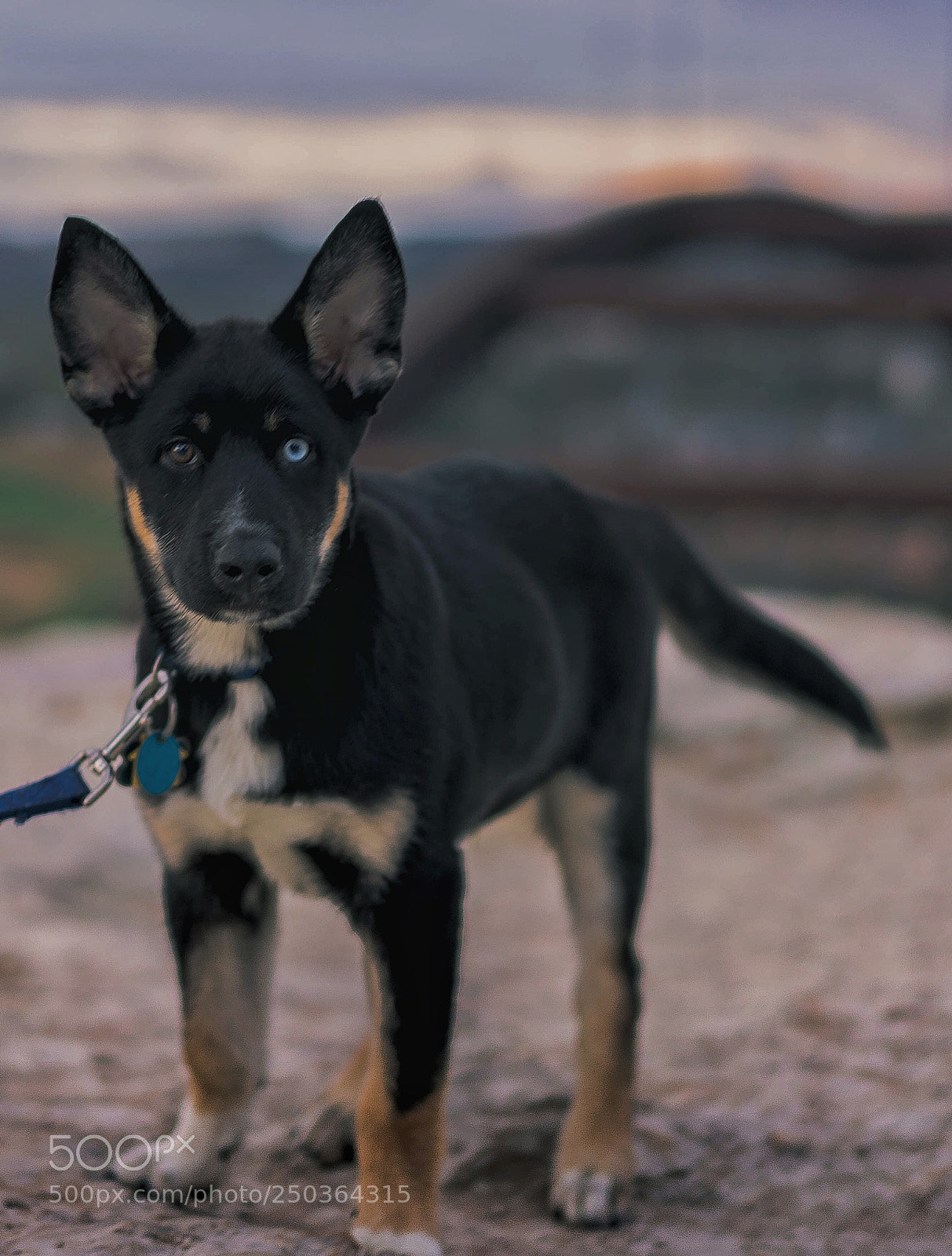 Sony a7 sample photo. Woofer stole the show photography