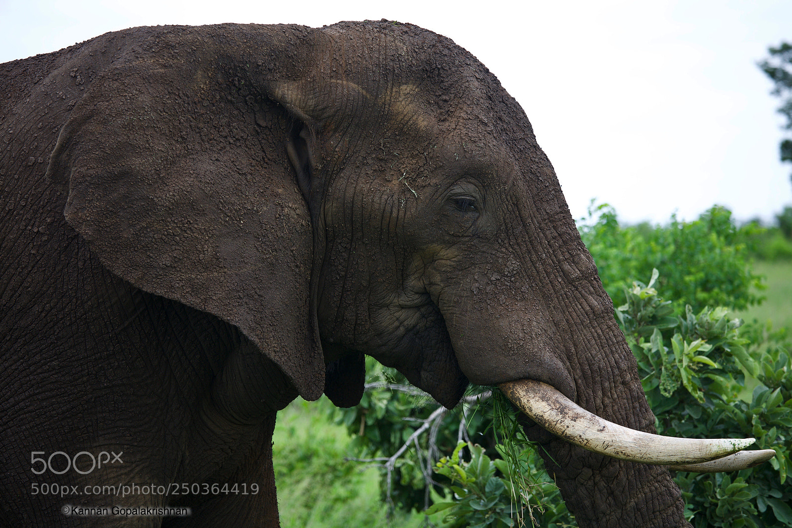 Canon EOS 5D sample photo. Majestic south african elephant photography