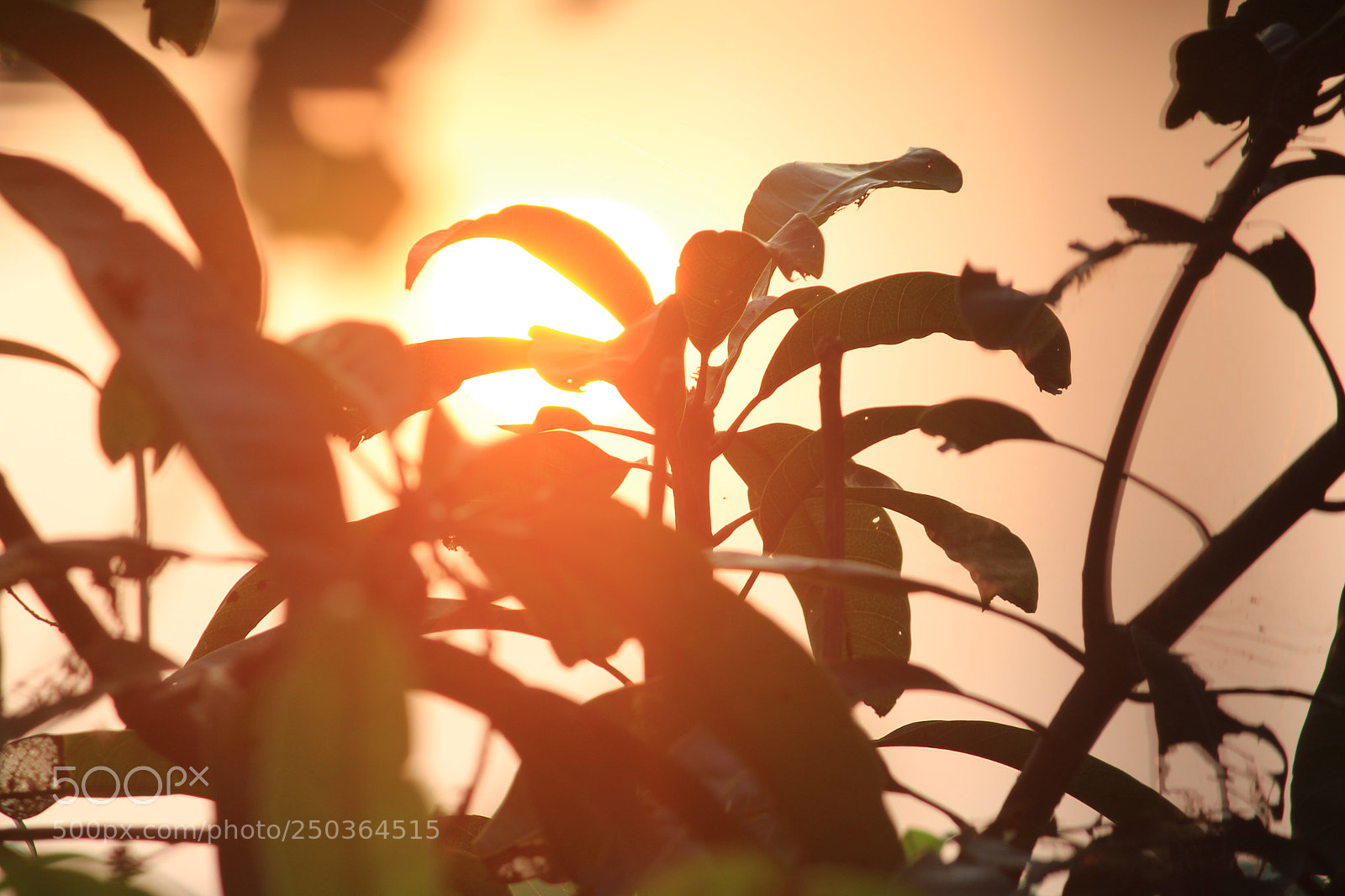 Canon EF-S 55-250mm F4-5.6 IS II sample photo. Waiting for sole source photography