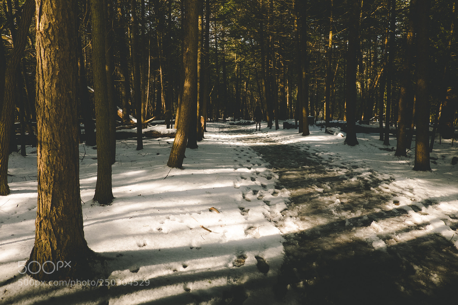 Fujifilm X-T1 sample photo. Winters in spring  photography
