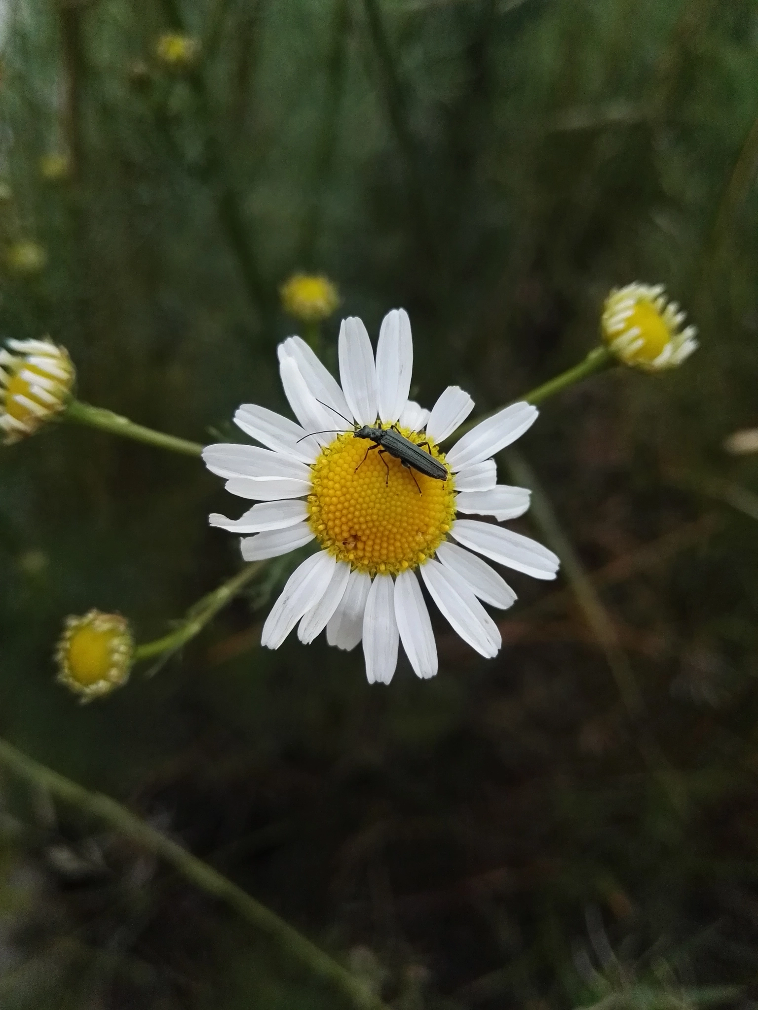 HUAWEI P8 sample photo. Untitled photography