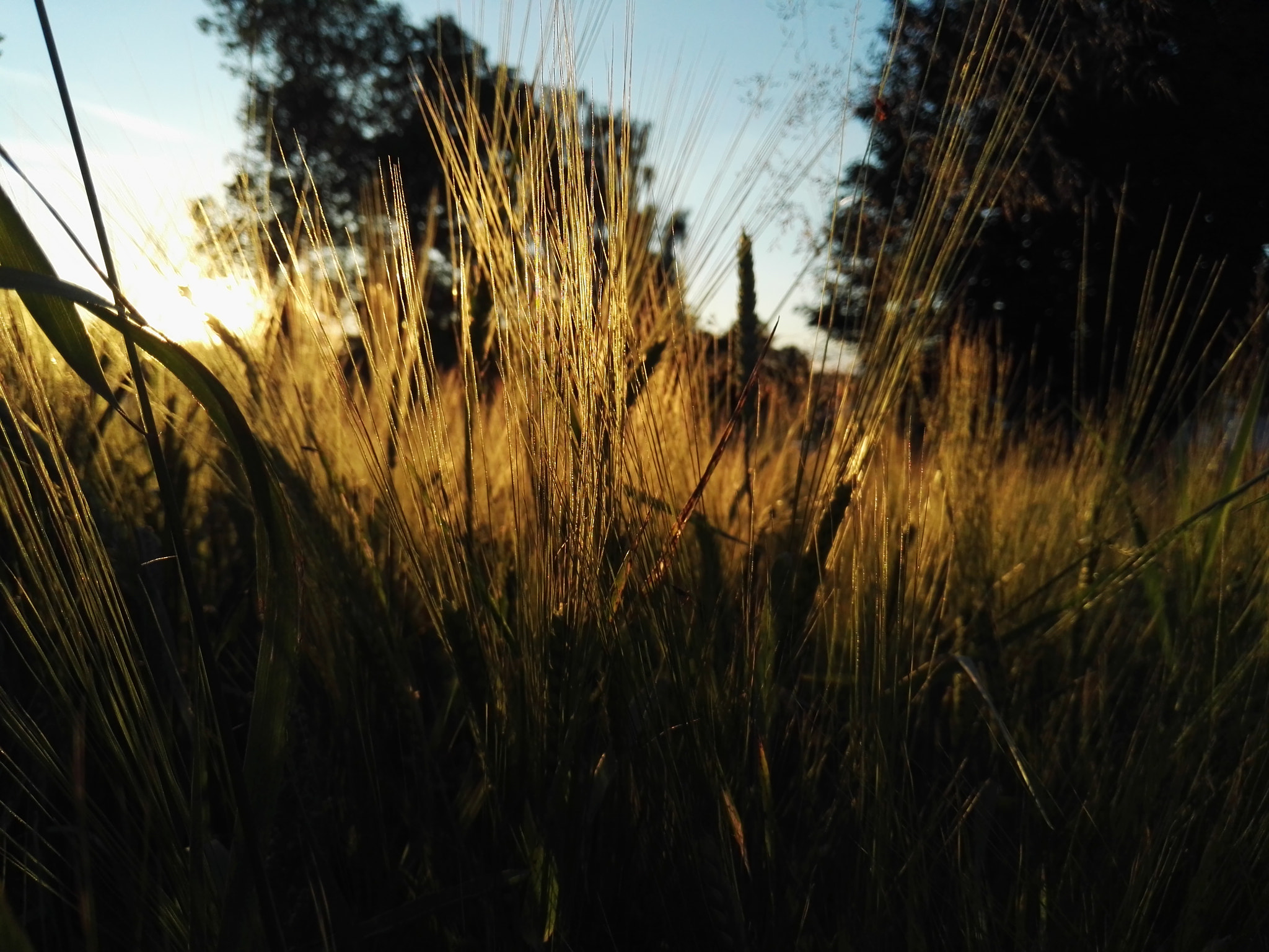 HUAWEI P8 sample photo. Untitled photography