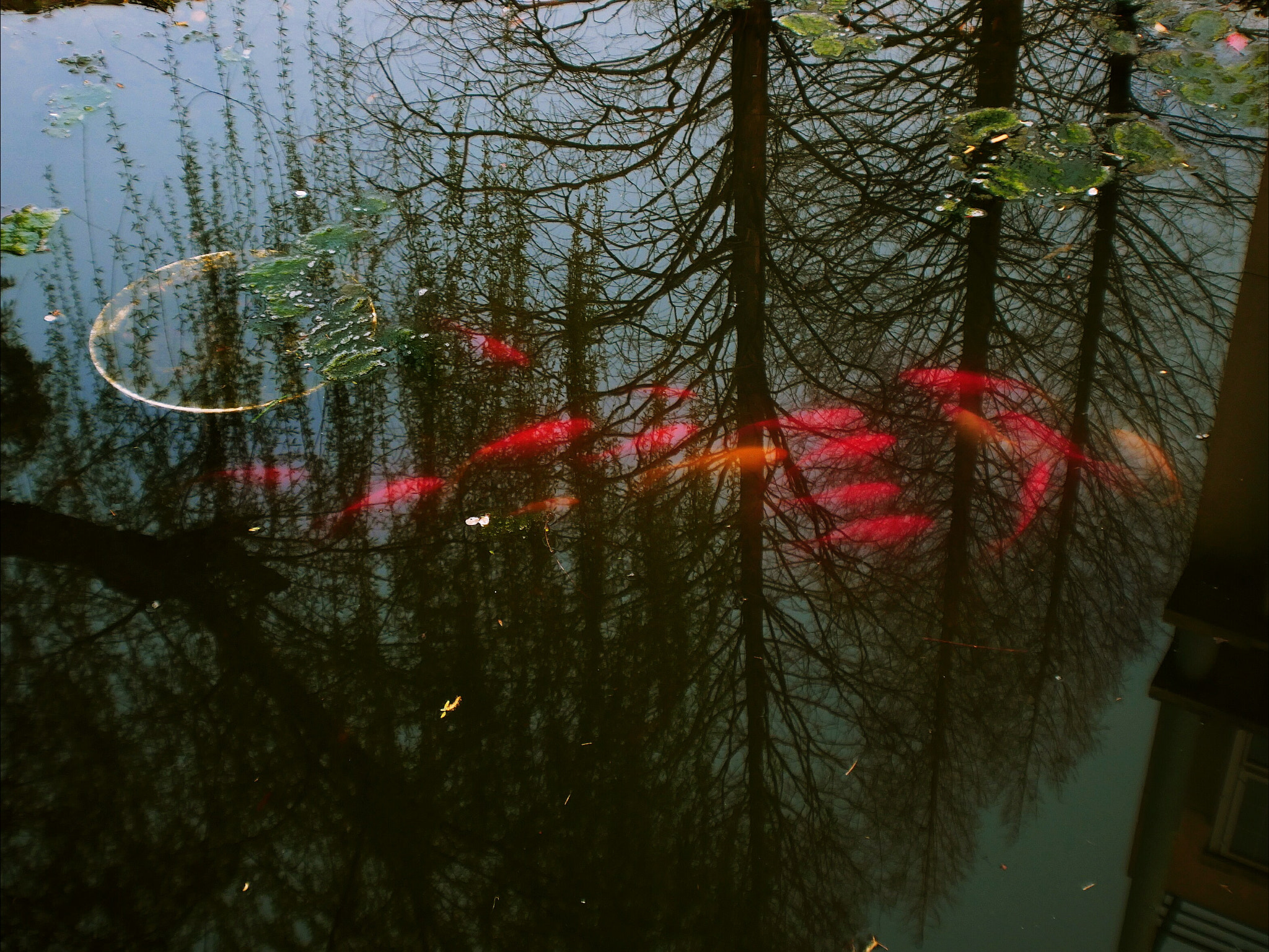 Panasonic Lumix DC-GX850 (Lumix DC-GX800 / Lumix DC-GF9) sample photo. Fishs in trees photography