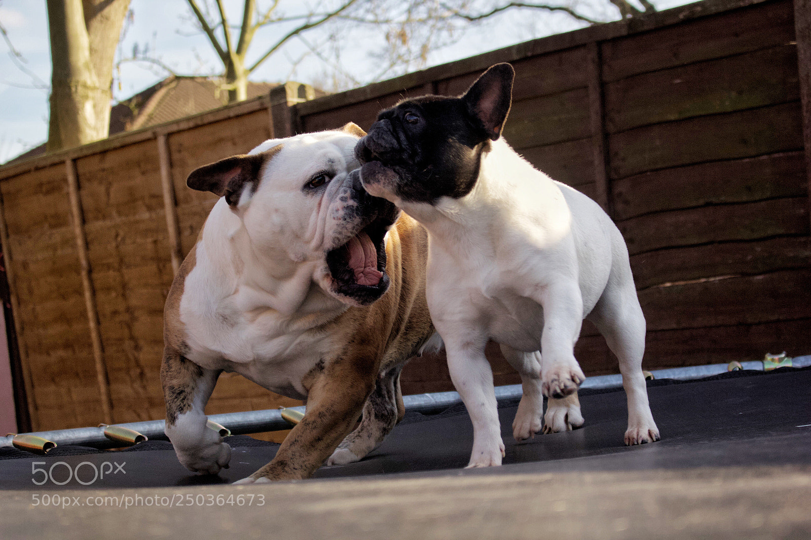 Canon EOS 60D sample photo. Love dogs <3 photography