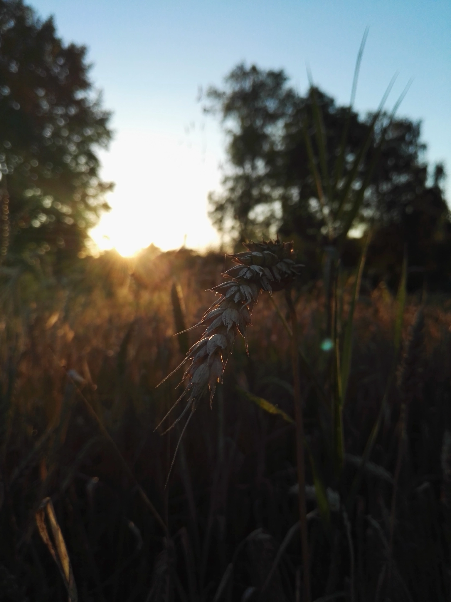 HUAWEI P8 sample photo. Untitled photography