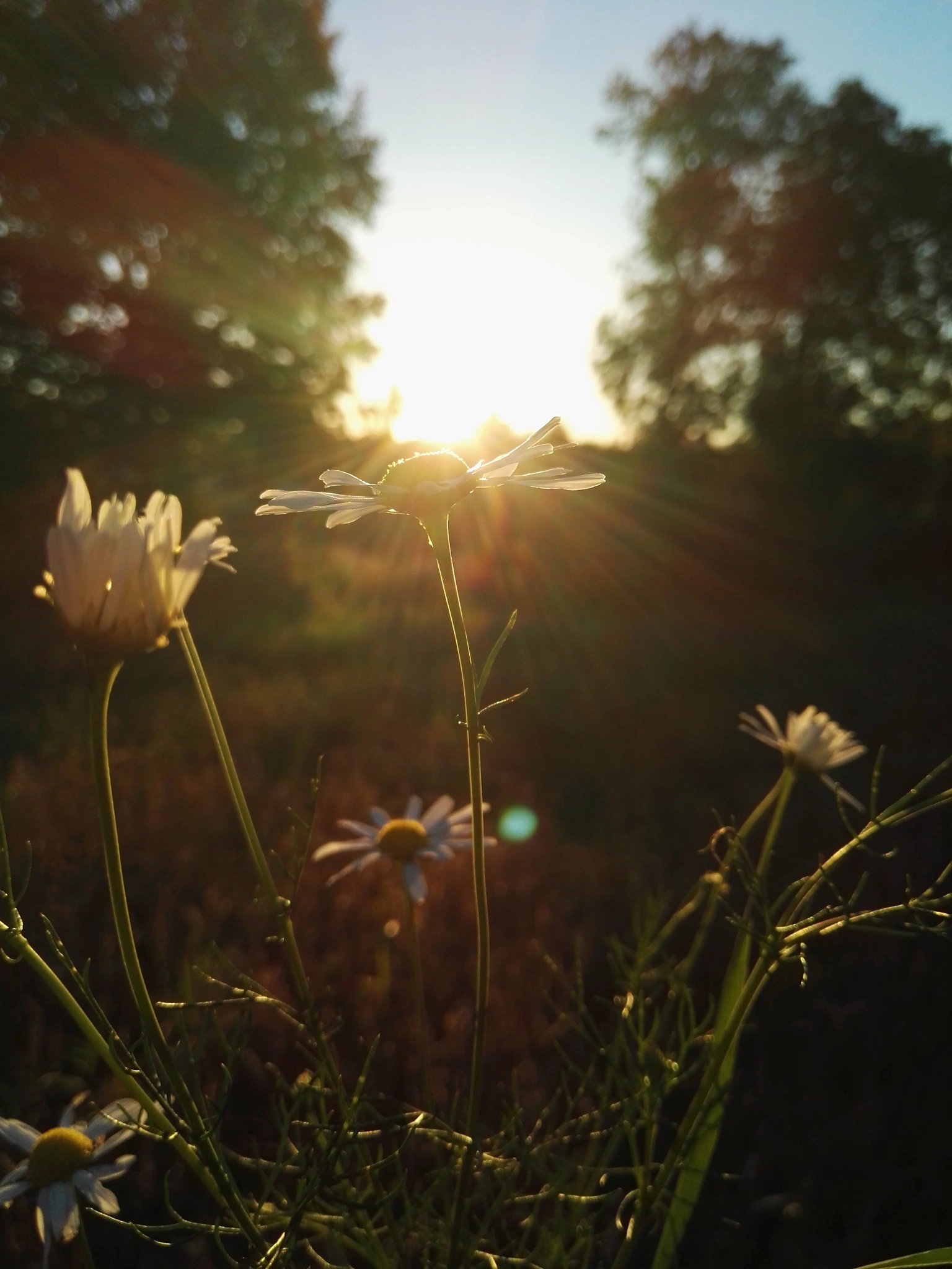 HUAWEI P8 sample photo. Untitled photography
