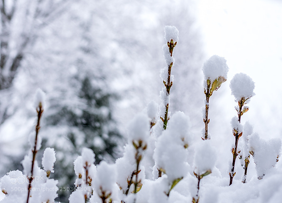 Nikon D7200 sample photo. First full day of photography