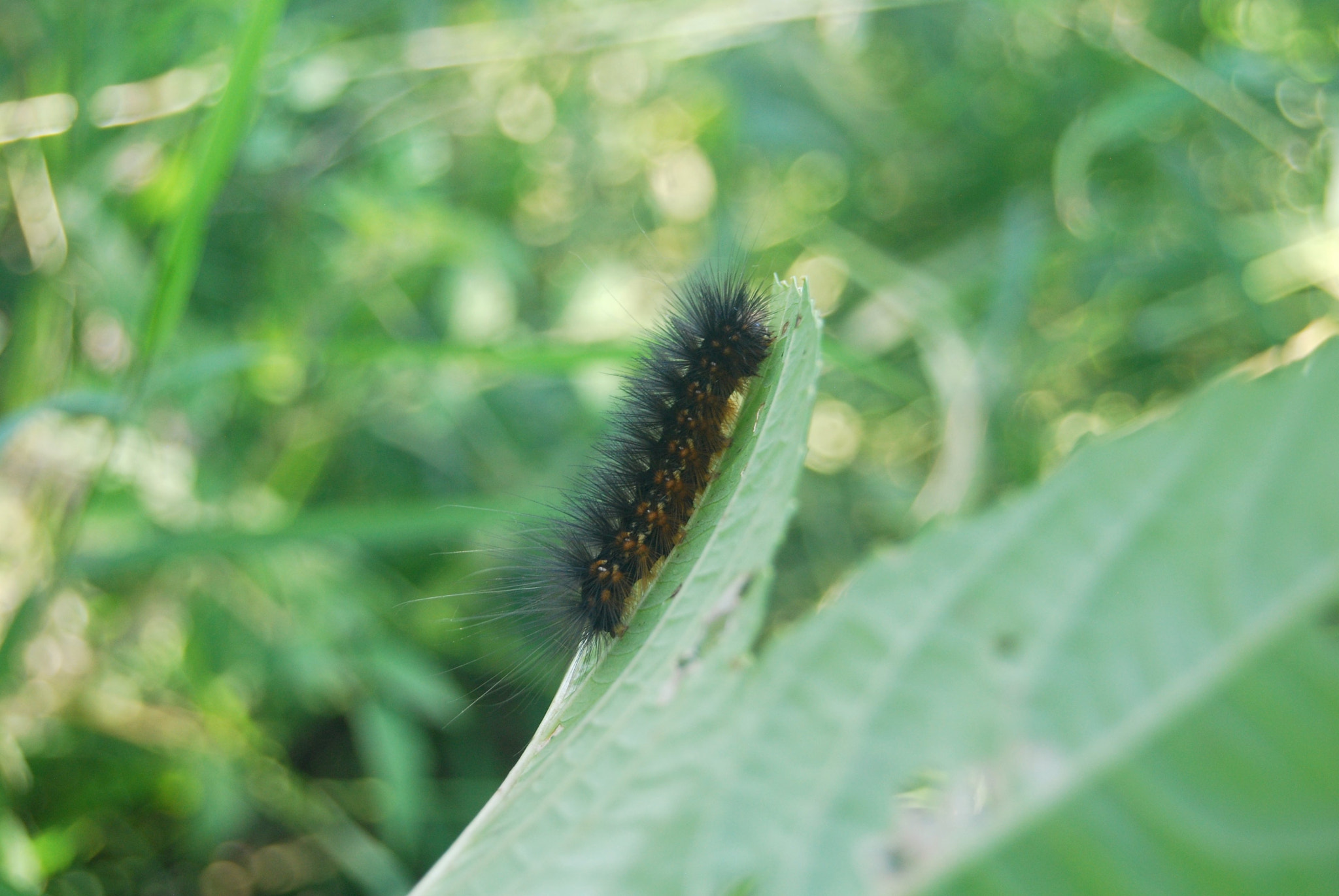 Nikon D40X sample photo. Burn photography
