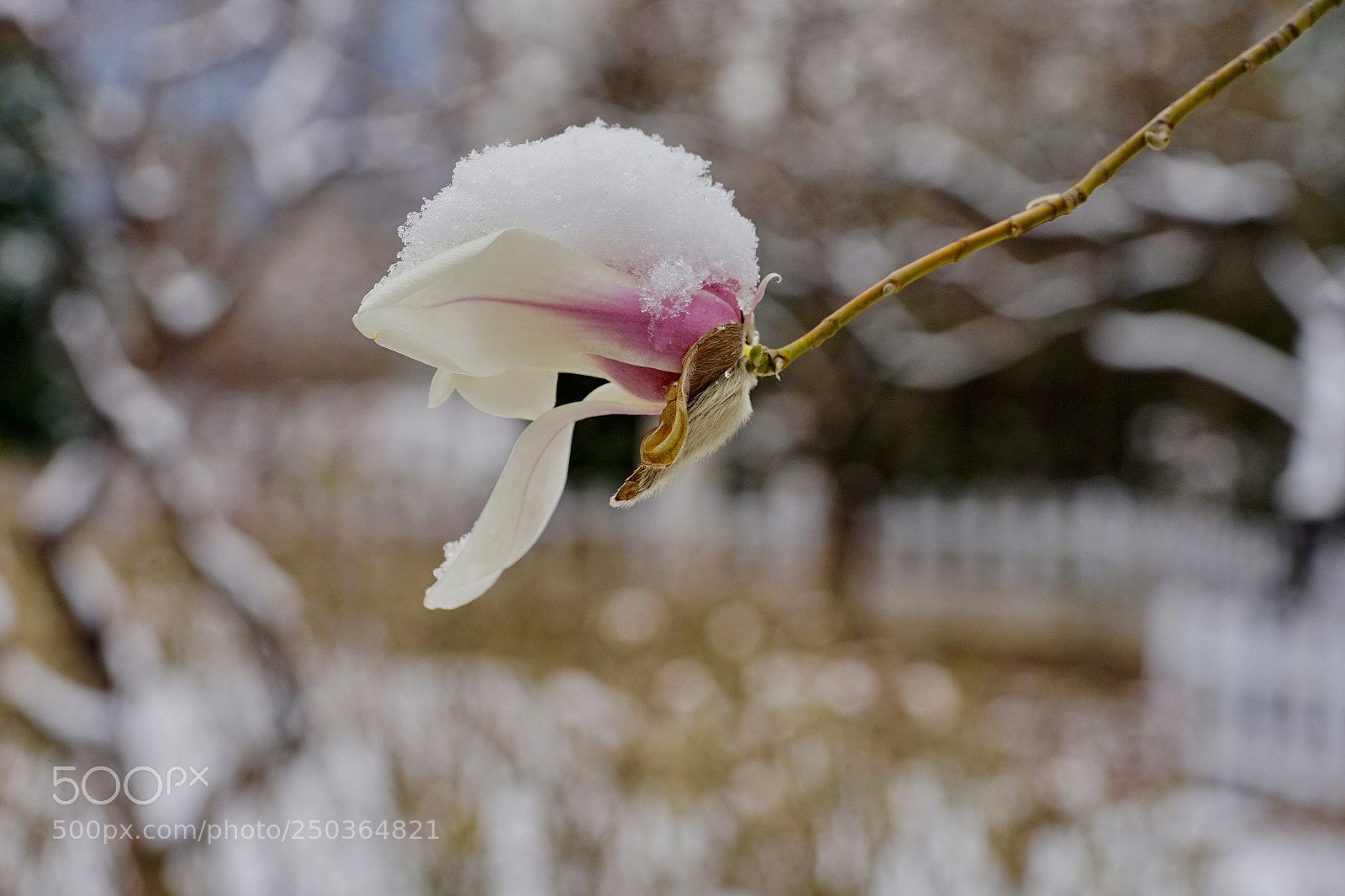 Sony a7 II sample photo. 玉雪晶莹质更清 photography