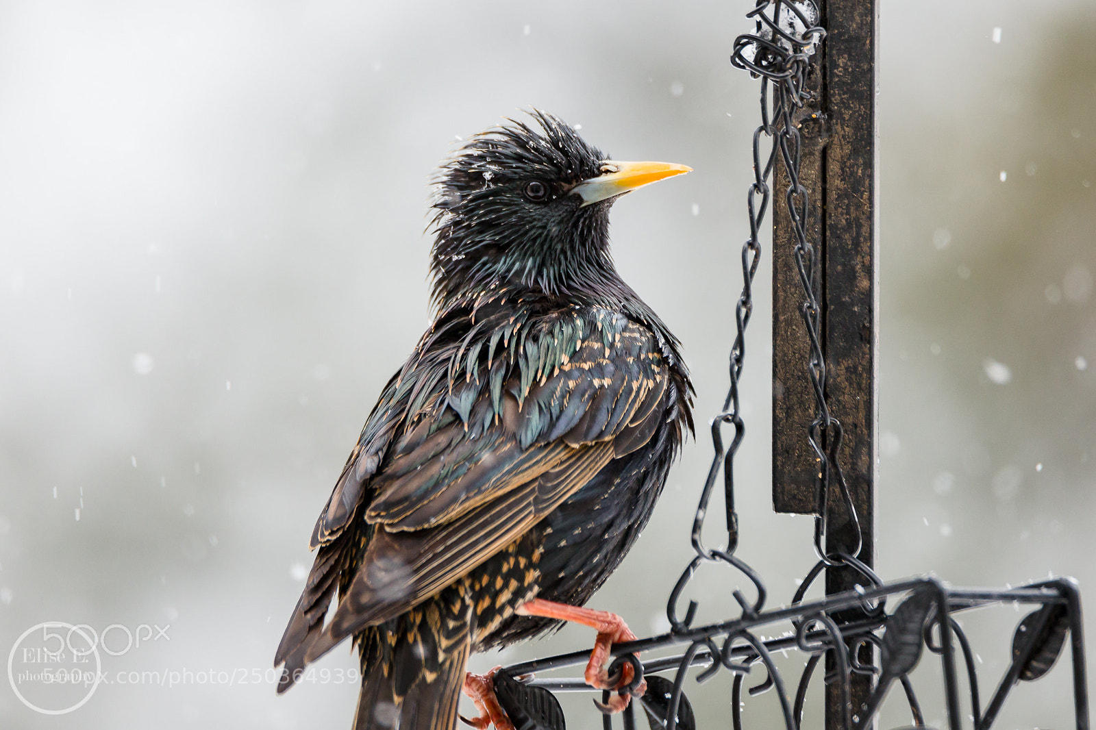 Canon EOS 6D Mark II sample photo. Starling's bad hair day photography